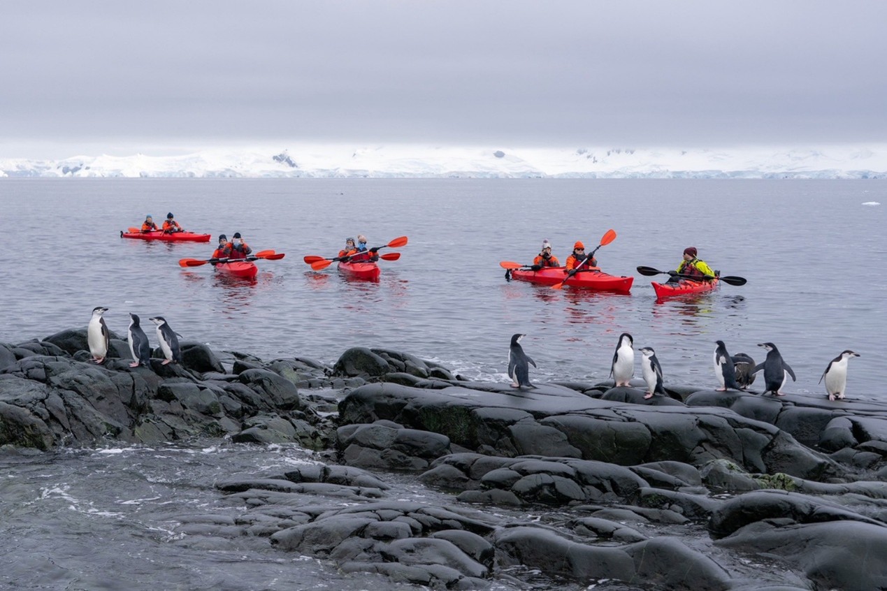划皮划艇近距離接觸企鵝。圖/開元周遊提供