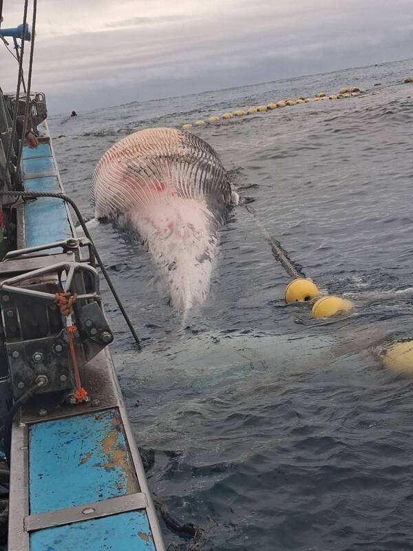 花蓮縣定置漁網業者4日上午巡視位於崇德外海的漁場時發現有鯨屍,已有腐爛情形,疑為死亡後漂入漁場內。圖/中央社、民眾提供