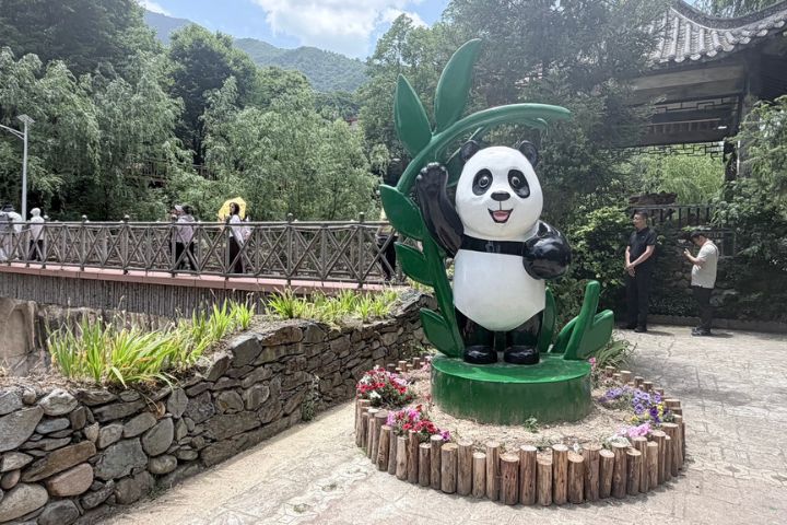 2021年大貓熊國家公園甘肅片區正式納入大貓熊國家公園體系,甘肅現有百餘隻野生大貓熊,其中相當部分生活於文縣境內。圖/記者陳素貞攝