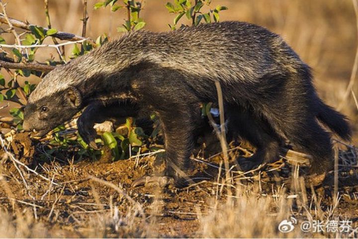 蜜獾展現出極強的攻擊性與領域意識。觀察紀錄顯示，一隻蜜獾單獨逼退獅群。圖/取自張德芬微博