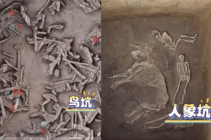 殷墟王陵區出土大量野生動物遺骸，為大陸目前最早的人工飼養野生動物群。圖/取自《河南日報》影片