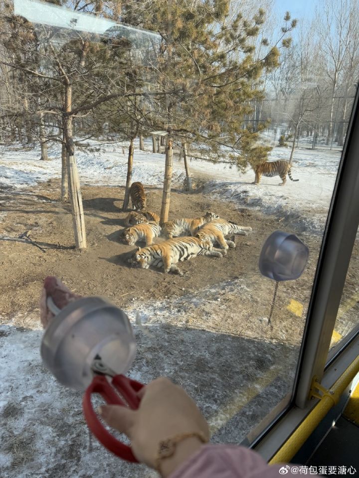 從早上8點半開園到閉園，老虎幾乎「全年無休進食」，有遊客拍下老虎趴地躲車、眼神渙散的畫面。圖/取自荷包蛋要溏心微博
