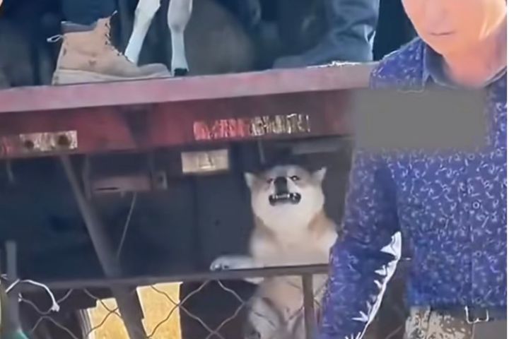 小狗守在圍欄旁不斷張望,似乎察覺熟悉的同伴即將離開,始終守在一旁。圖/翻攝自河北新聞廣播影