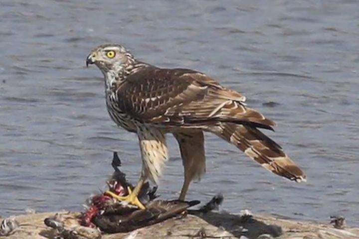 猛禽屬於頂級掠食者,攻擊力與爪力都相當強大。圖/取自explorer羽睿資訊號影片