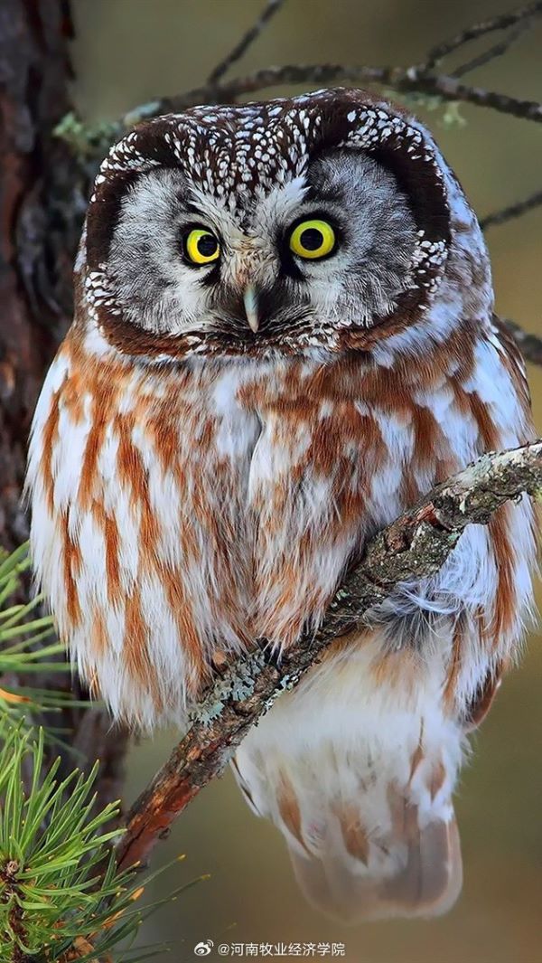 貓頭鷹最引人注目的特徵之一，就是一雙又大又圓的眼睛。但貓頭鷹的眼球不像人類一樣，能夠靈活地左右轉動眼球。圖/取自河南牧業經濟學院微博