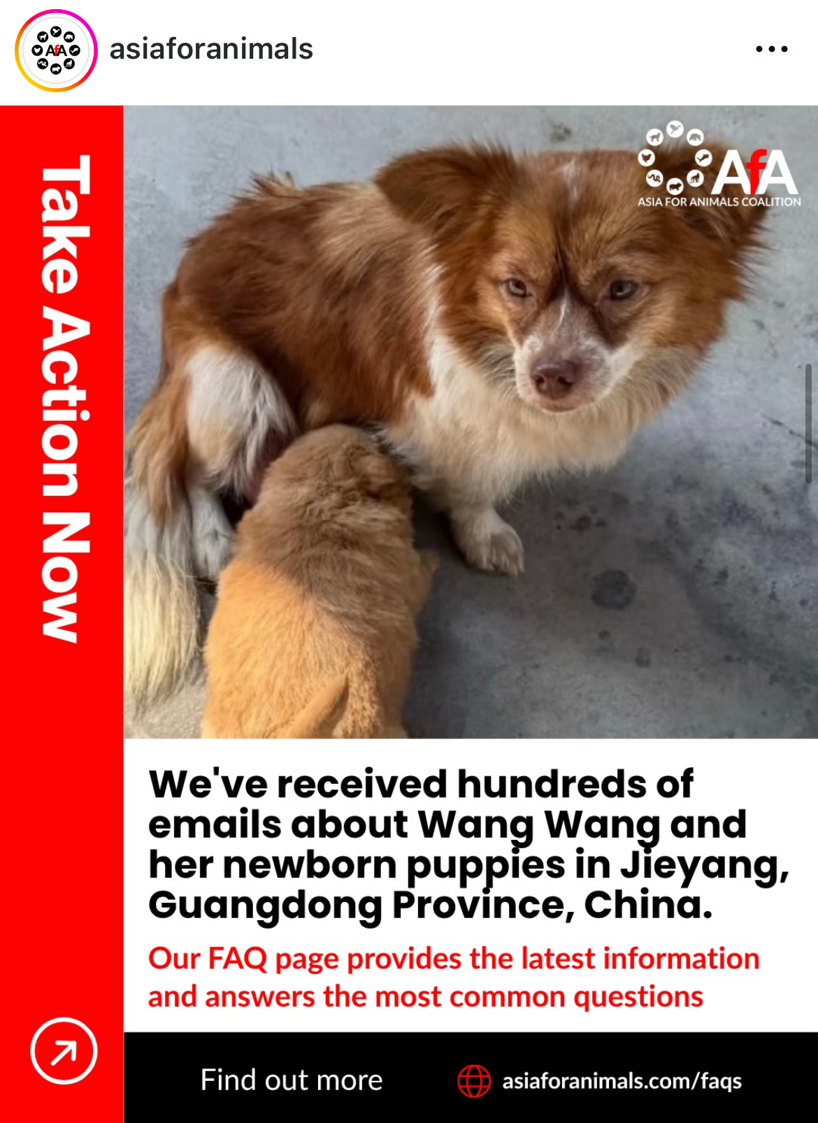 亞洲動物保護聯盟(AfA)也在社群IG關注此案。圖/取自IG