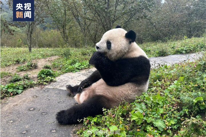 大貓熊會把村莊當成臨時庇護所，特別是在迷路或想避開天敵時。圖/取自央視新聞