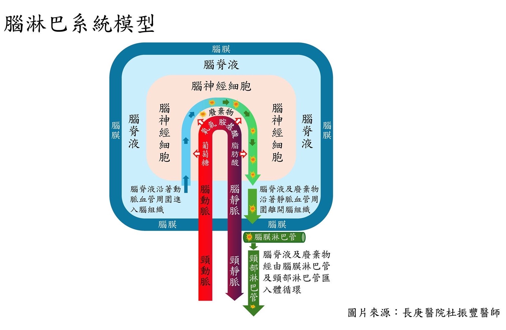 腦淋巴系統作用機制圖。圖/林口長庚醫院影像診療部杜振豐醫師提供
