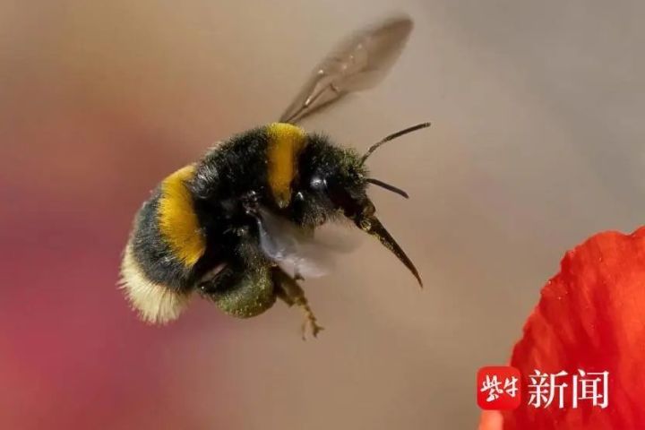 熊蜂的溫順特質，讓牠們比部分蜂類更適合作為近距離拍攝對象。圖/取自紫牛新聞