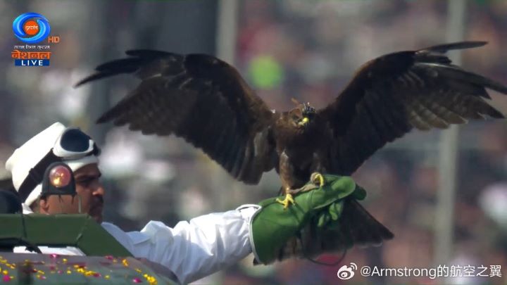  印度陸軍官方指出，動物方隊中還包括4隻受過專業訓練的猛禽，其中以黑鸢最受矚目。圖/取自Armstrong的航空之翼微博