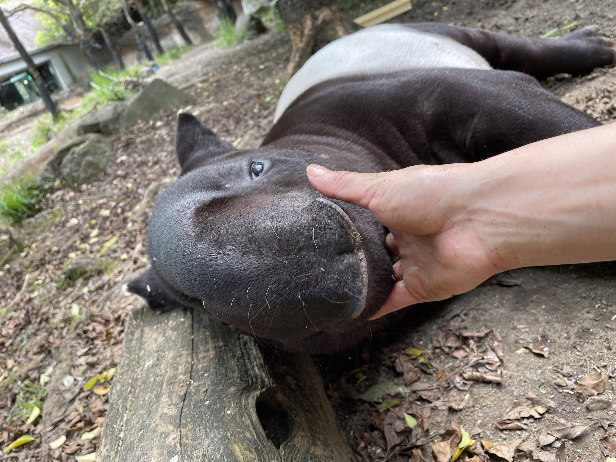 台日雙方動物園期望未來能精進每一步環節，讓物種國際運輸之風險降到最低。圖/取自橫濱動物園網站