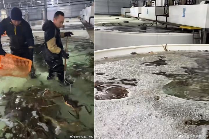 為支撐帝王蟹活蟹市場，琿春已建成多座大型暫養中心。圖/取自會講故事的大腳微博