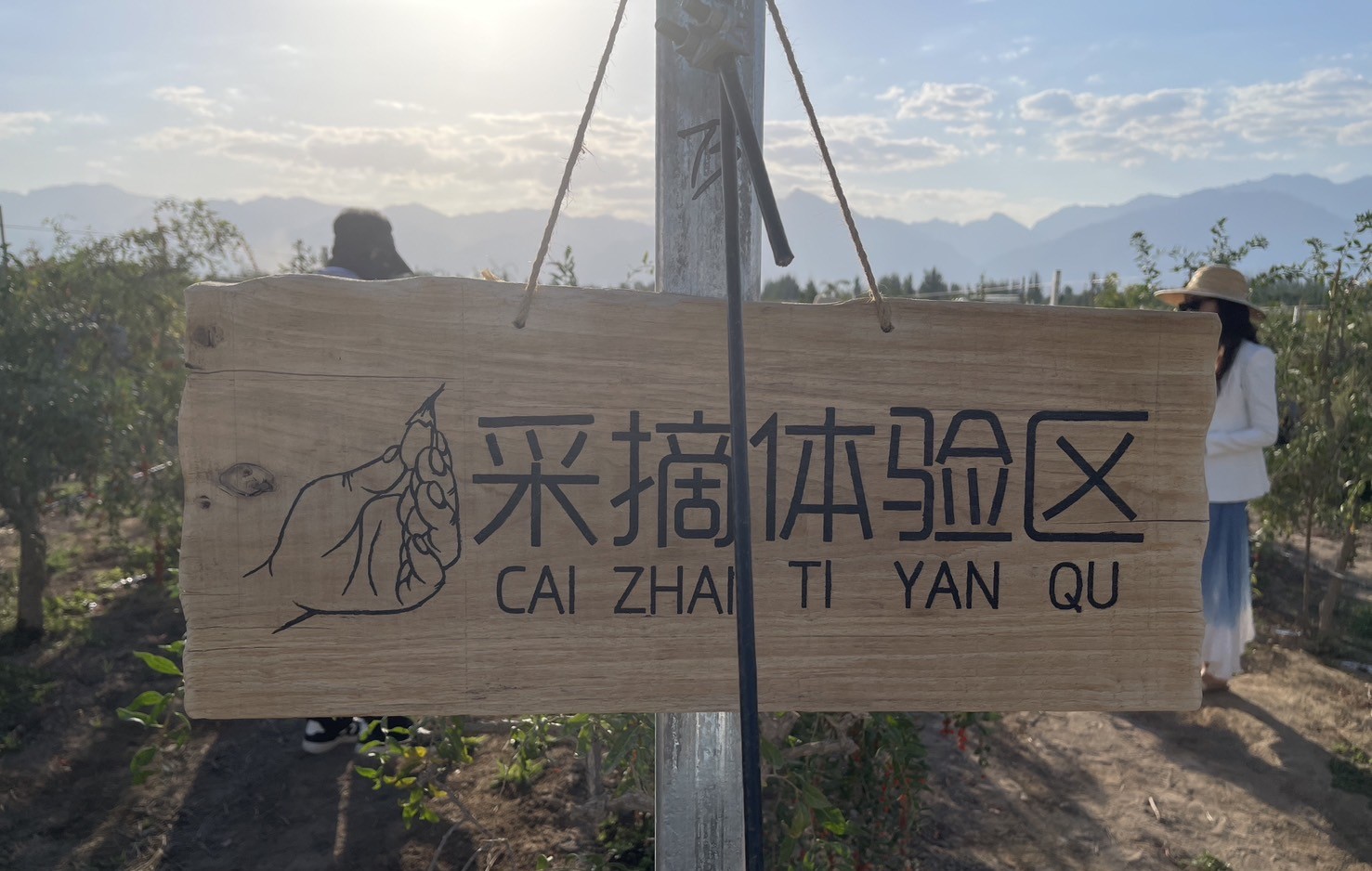 枸杞體驗採摘，讓遊客當一回農民。圖/陳素貞攝