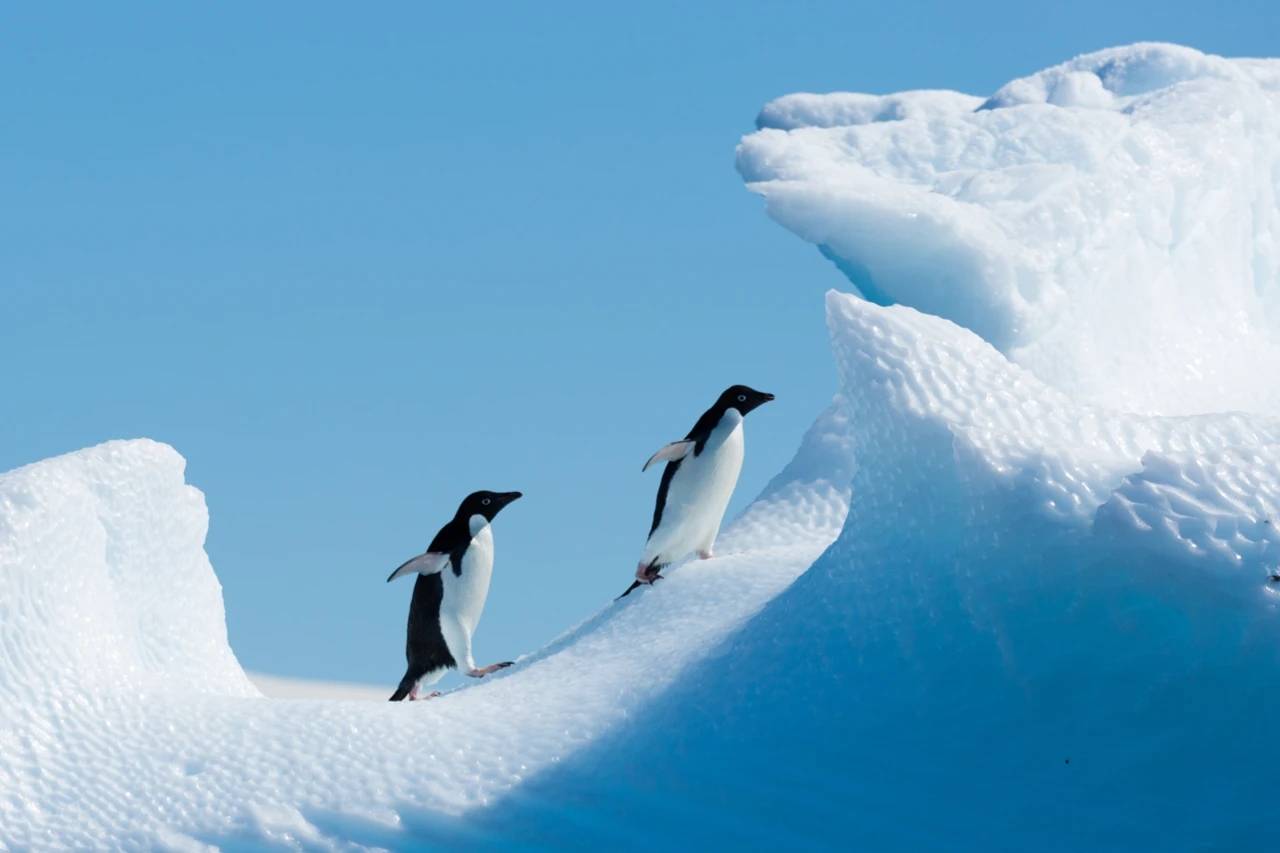 南極條約中要求各國對南極洲的環境進行保護，避免污染和其他對生態系統的破壞。圖/寶樂旅行社提供