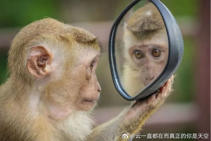 部分靈長類動物尚未具備穩定的鏡像自我辨識能力,容易把鏡子或反光中的自己誤判為同類個體。圖/取自雲一直都在而真正的你是天空微博