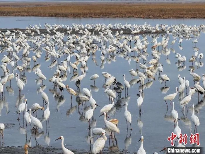 莫莫格濕地近期還迎來灰鶴、小天鵝、野鴨等多種鳥類。圖/取自中新網