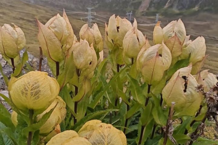 苞葉雪蓮葉片演化成金黃色膜質苞片，緊密包裹著花序，既能吸收熱量、保持花朵溫度，又能阻擋強烈紫外線。圖/取自微博影片