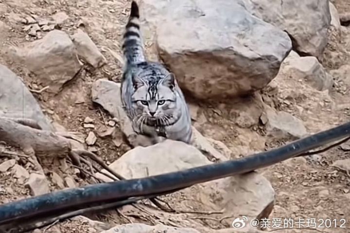  每當豆豆在登山步道上悠哉現身，總會引起遊客注意。圖/取自親愛的卡瑪2012微博