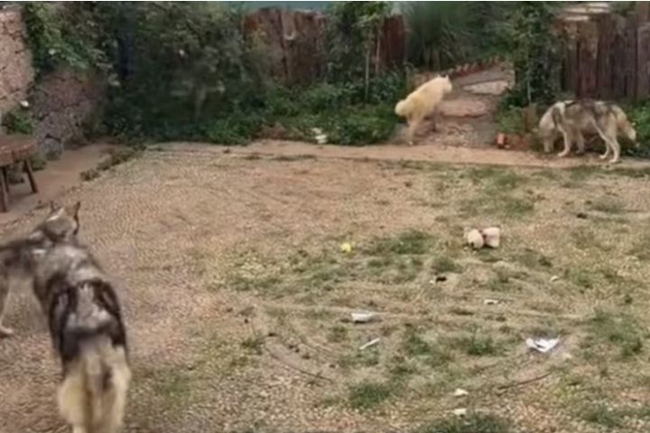 曾進入現場查看的網友表示，網紅狗咖啡館環境凌亂，多數犬隻體型明顯消瘦。圖/取合新聞影片