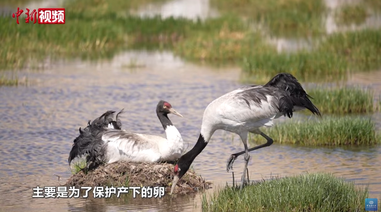 黑頸鶴是藏族人心中的神鳥，也是感情忠貞的鳥。圖/取自中新視頻