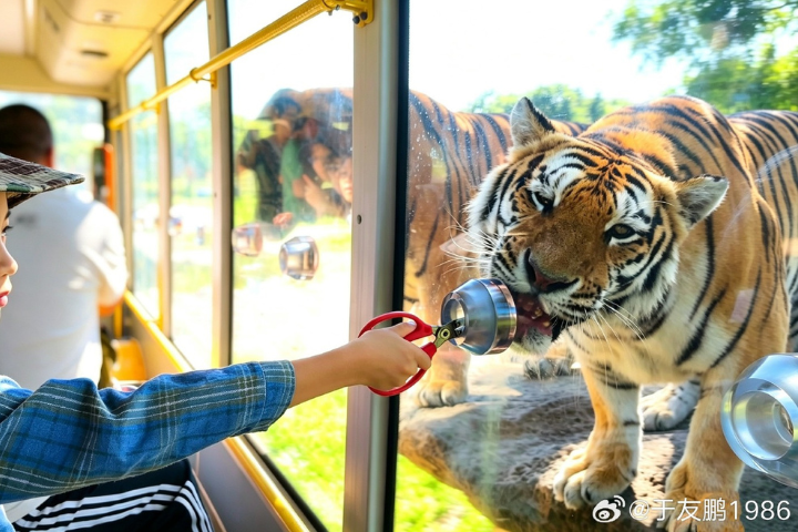 哈爾濱東北虎林園，每天指定一個園區禁止遊客餵食肉條。圖/取自于友鵬1986微博