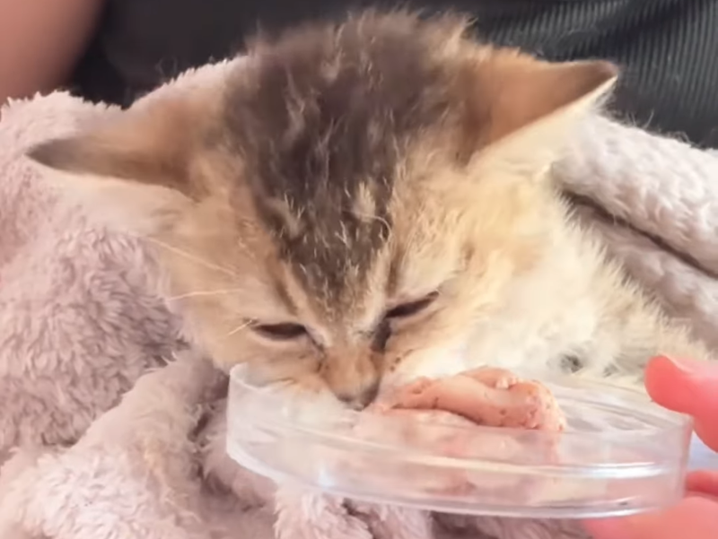 獲救後的小貓，已經能自行行走、進食。圖/取自人民網影片