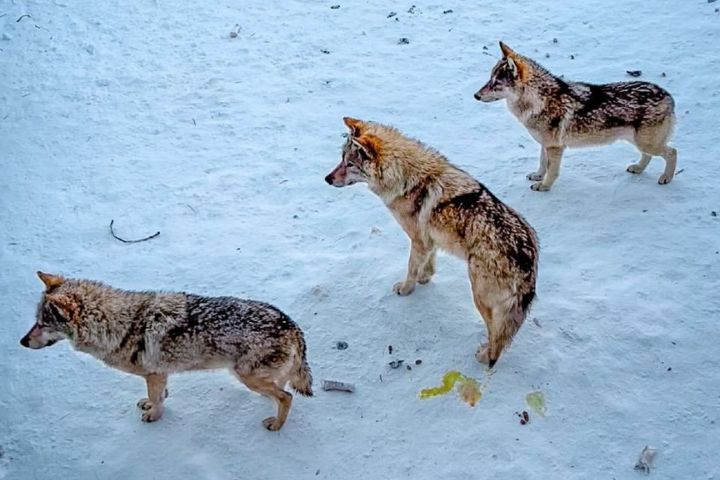 在狼群的隊形中，每一隻狼都有自己的位置。圖/取自行走的邁克爾微博