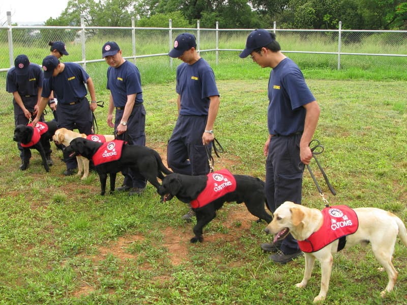 台灣海關緝毒犬也以拉布拉多為主力。圖/取自海關緝毒犬培訓中心官網