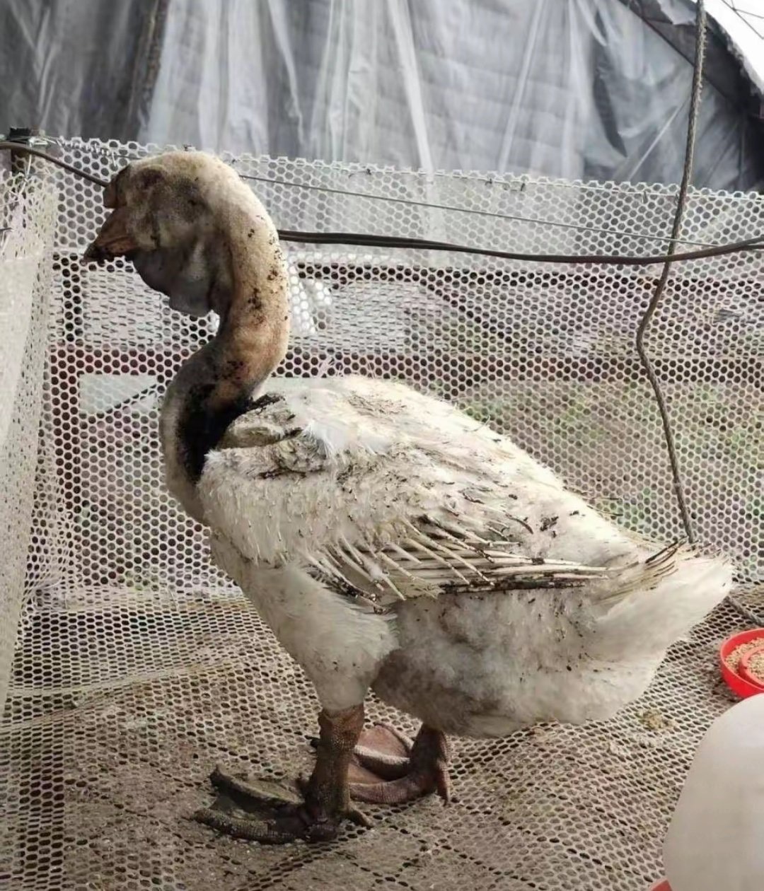 「鵝堅強」已可以進食，獸醫讓牠在大棚裡養傷。圖/取自揚子晚報微博