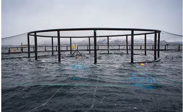 挪威鮭魚海上養殖場。圖/取自挪威海產推廣協會