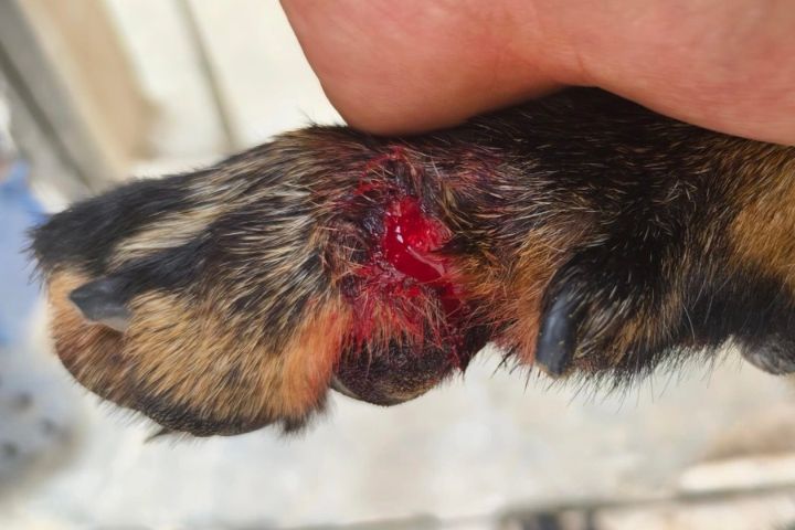 狼犬「巴頓」在穿越密林時甚至前肢被尖銳樹枝刺傷。圖/取自《人民日報》