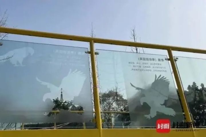 2022年，四川成都成溫邛高速文家場收費站附近就曾發生多隻鳥撞上天橋玻璃護欄死亡的情況。圖/取自封面新聞
