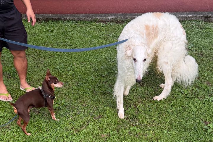   俄羅斯獵狼犬細長尖嘴與貴族般的頭部輪廓，更讓牠們在眾多犬種中辨識度極高。圖/記者楊俊斌攝