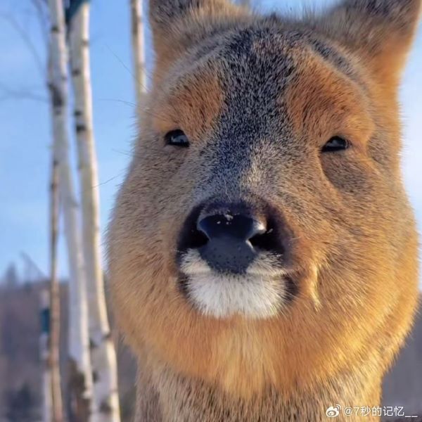 狍子因好奇心強、反應看似遲鈍，被稱為「傻狍子」。圖/取自7秒記憶微博