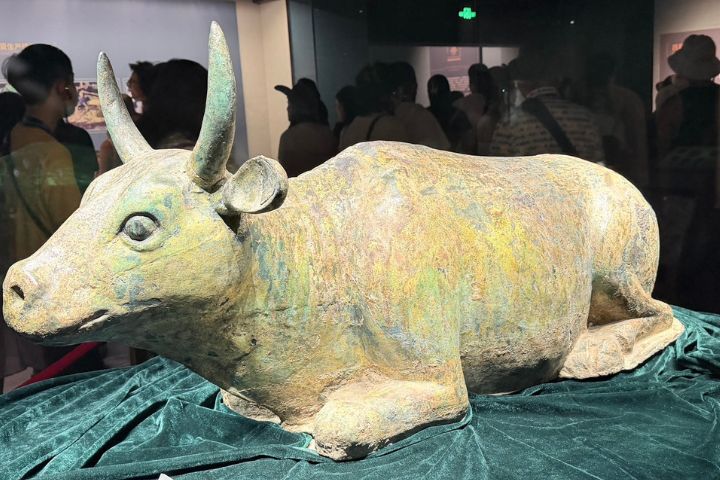 西夏鎏金銅牛於西夏王陵陪葬墓中出土,全長120公分、高45公分、重達188公斤。圖/記者陳素貞攝