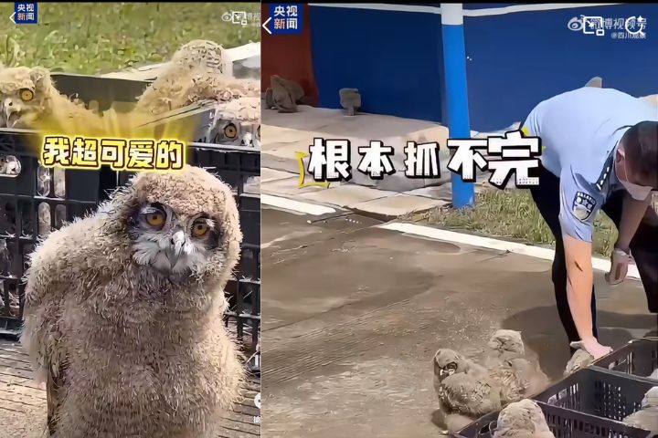   雕鴞幼鳥因長時間處於高溫、空氣不流通環境中，生命狀態一度危急。民警隨後將幼鳥帶回派出所安置。圖/取自央視影片 
