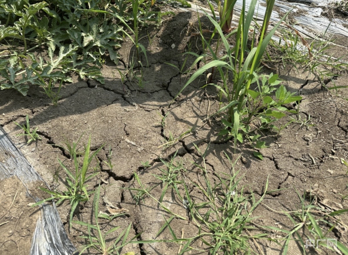 山東農田土地出現乾裂。圖/取自央廣網