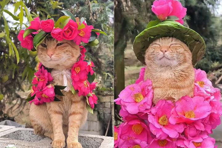   女孩以隨手可得的花草打造造型，被網友形容為「把春天穿在貓身上」、「田園系高訂」。圖/取自抖音妞妞