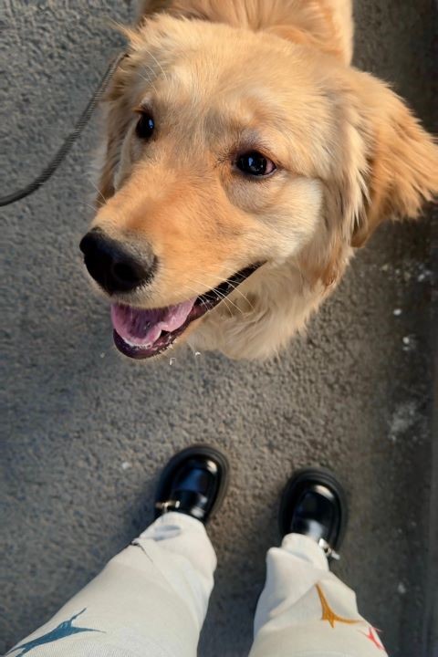 狗對語氣、臉部表情和肢體語言的感知力，遠比我們想像中靈敏。圖/取自子子大人i微博