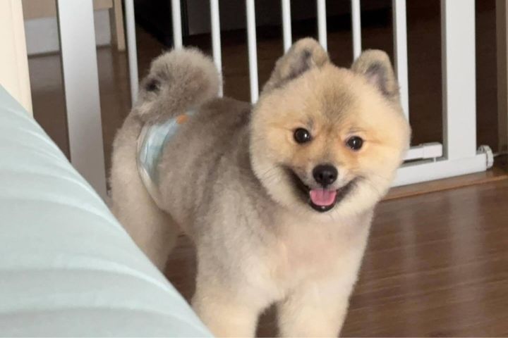 少一點忽略、多一點陪伴，讓狗狗知道牠很重要。圖/取自微博