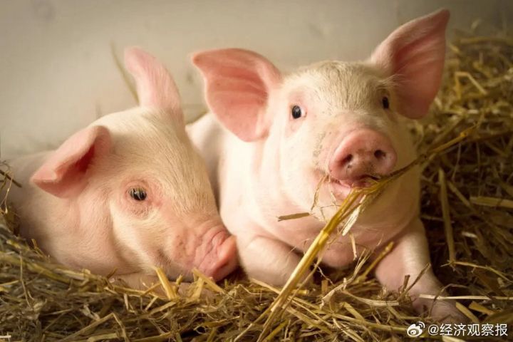 大陸養殖戶普遍陷入虧損,每頭豬平均虧損超過200元人民幣。圖/取自經濟觀察報微博