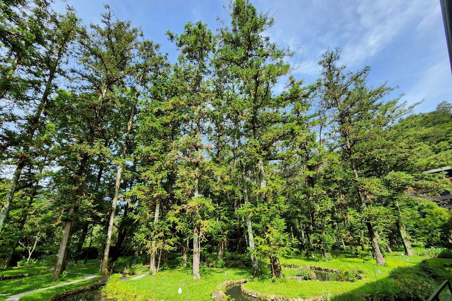 知名景觀設計公司「老圃造園」，是日本星野集團在台灣頂級溫泉度假村「虹夕諾雅-谷關」（HOSHINOYA Guguan）的景觀造園設計及工程團隊。圖為谷關虹夕諾的招牌景點香杉林。圖/老圃提供