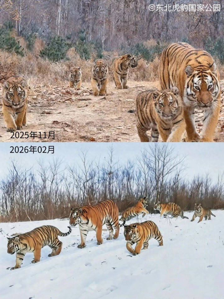 東北虎豹國家公園琿春分局表示，雌性東北虎今年創下大陸野外監測紀錄，一胎順利生下5隻幼虎且全部存活。圖/取自新華社
