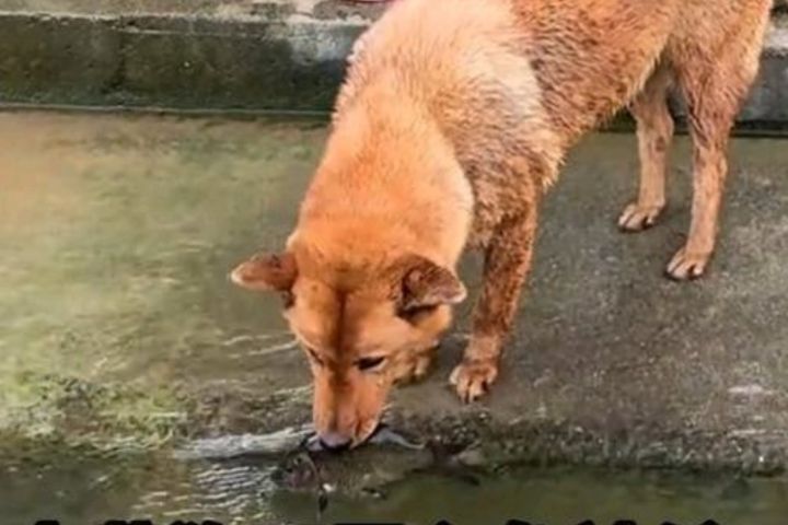 大黃狗小心翼翼將魚叼起,隨後快步走向河邊,將魚緩緩放回水中。圖/取自桂林生活網影片