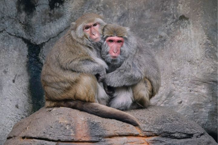 台灣獼猴在低溫天氣下出現「抱團取暖」的溫馨畫面。圖/台北市立動物園提供