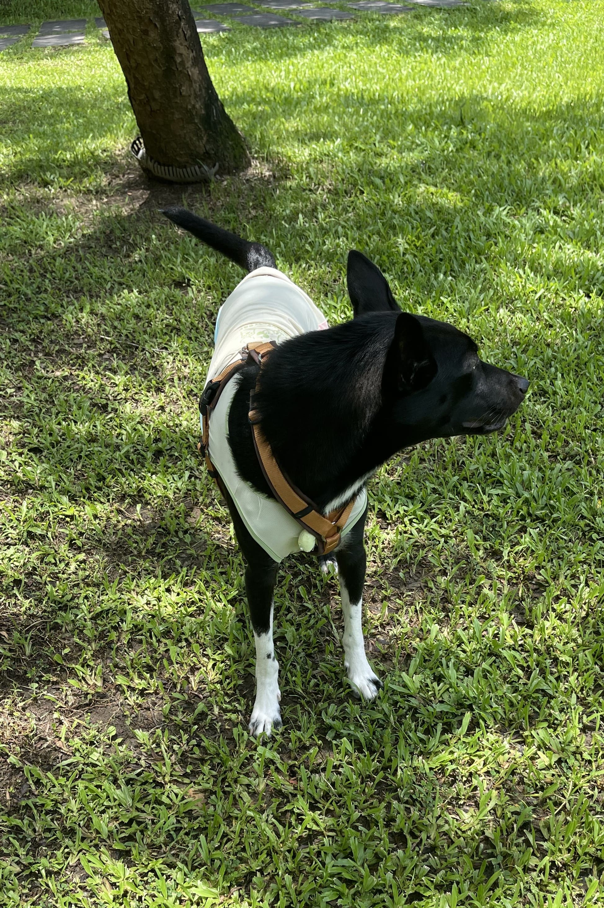 魚塭守護犬「小熊」從小到大都是酷哥。圖/楊俊斌攝