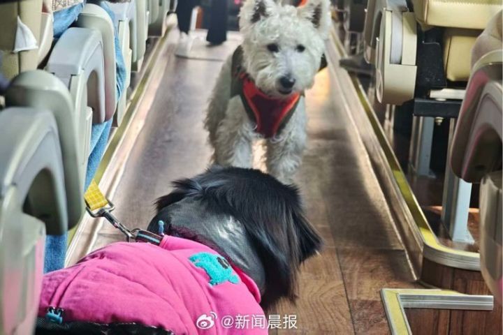  狗狗在車上互相吠叫、個別出現暈車嘔吐，多數飼主能熟練應對。圖/取自新聞晨報微博