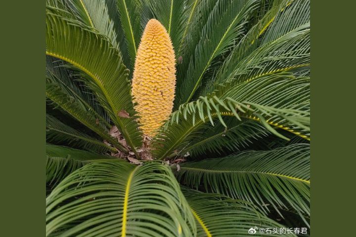 「鐵樹開花」在中國民間有著吉祥的象徵意義。圖/取自石頭的長春君微博