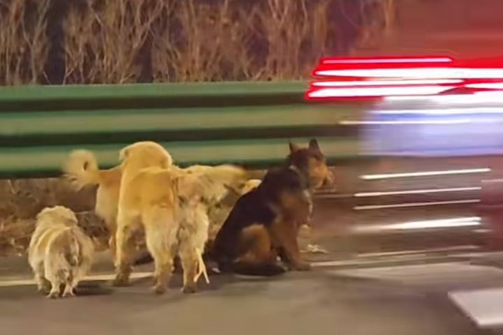 吉林長春7隻分屬同村不同家庭的家犬，疑遭偷狗賊擄走後，竟在高速行駛途中咬破運輸籠集體逃生。圖/取自影片