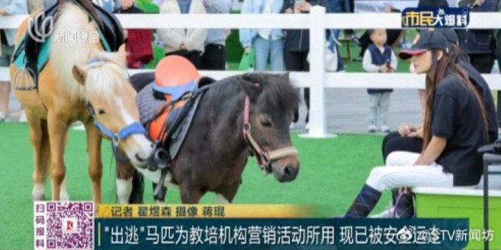 兩匹「落跑」闖上海鬧區的小馬,疑似是大寧久光百貨內某家教育培訓機構行銷活動使用的馬匹。圖/取自STV新聞坊微博